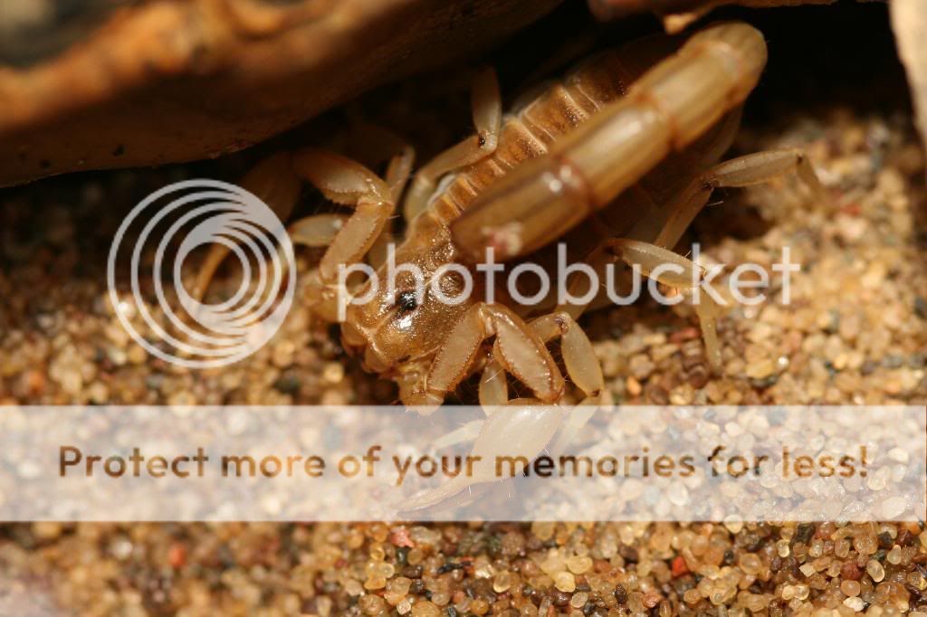 Alabama Scorpions Field Herp Forum